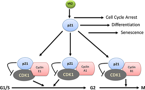 VK2 induced cell cycle regulation in cancer cells.
