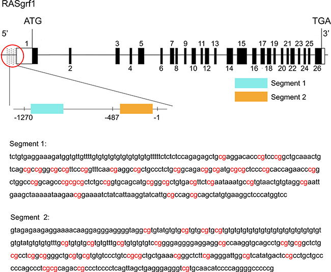 Genomic structure of RASgrf1 and sequencing of its methylated segments.