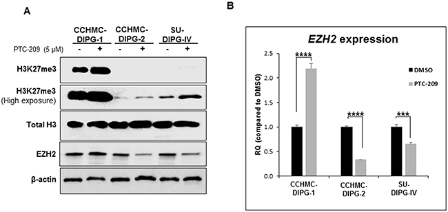 BMI-1 downregulation by PTC-209 leads to an increase in H3K27me3 levels.