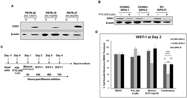 PTC-209 enhances radiosensitivity of DIPG cells to DNA damage.