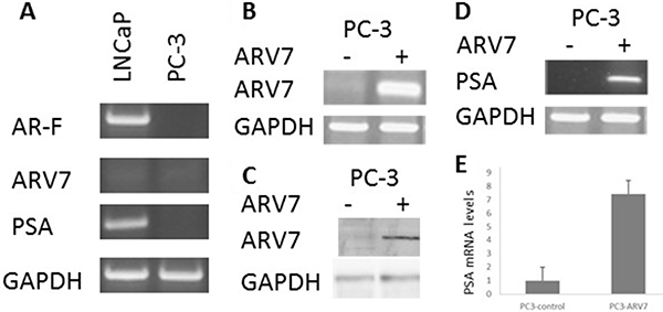 Ectopically expressed ARV7 in PC-3 cells is capable of upregulating PSA.