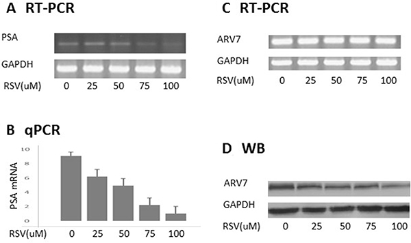 RSV inhibits ARV7 transcriptional activity by downregulating ARV7 protein levels.