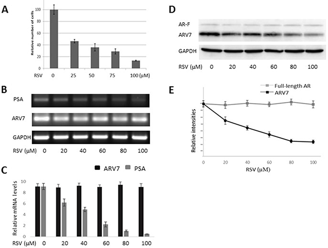 RSV inhibits prostate cancer growth and downregulates ARV7 in 22RV1 cells without affecting full-length AR.
