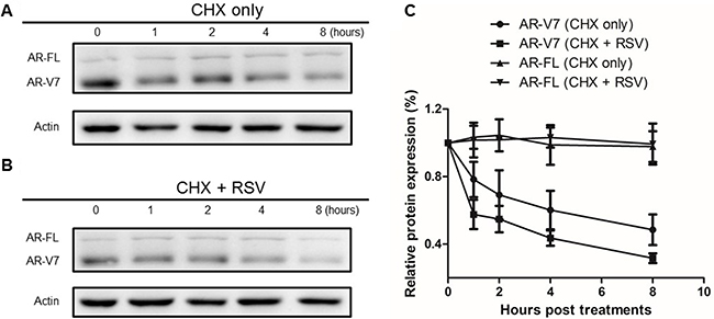 Effect of RSV on ARV7 protein degradation.