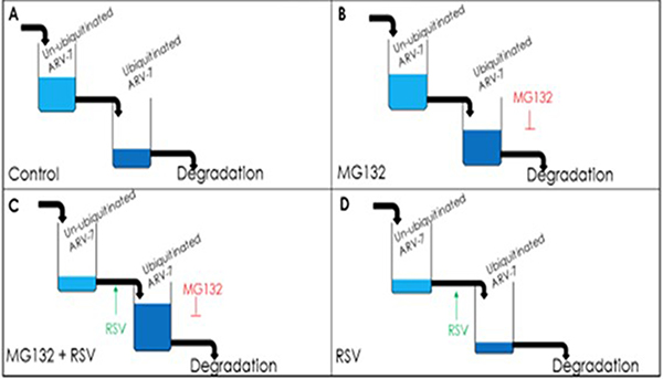 Model of RSV enhancing polyubiquitination-mediated ARV7 degradation.