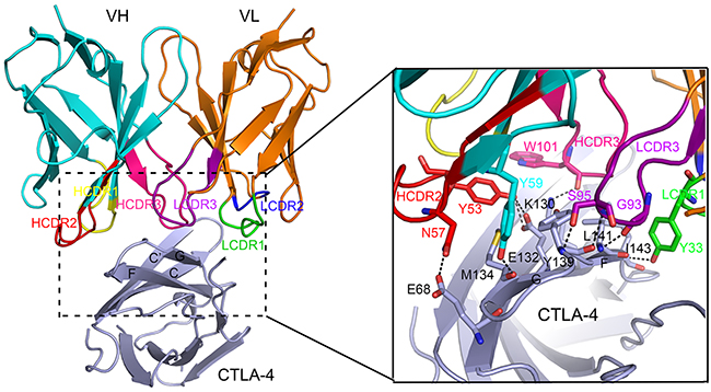 Detailed interactions within the interface of ipilimumab-scFv/CTLA-4 complex.