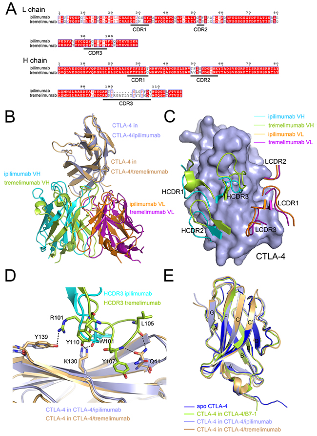 Similar epitope and distinct binding mode of ipilimumab and tremelimumab.