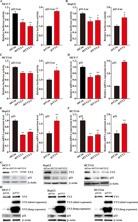 YY2 enhances p21 transcriptional activity.