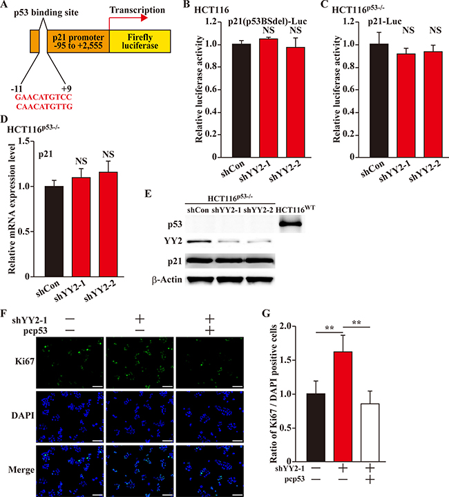 YY2 regulates p21 in a p53-dependent manner.