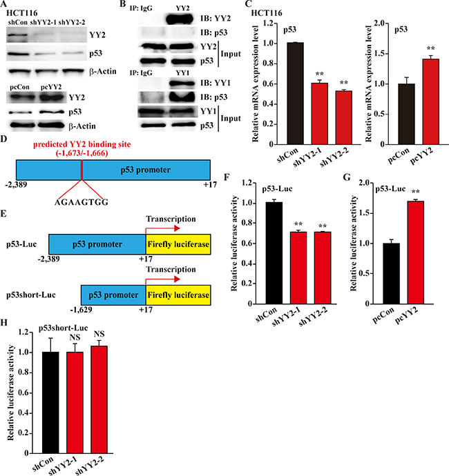 YY2 regulates p53 transcriptional activity.