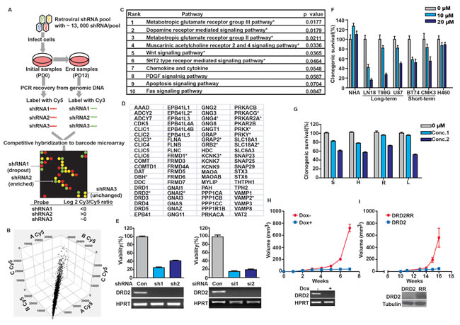 DRD2 is required for glioblastoma growth.