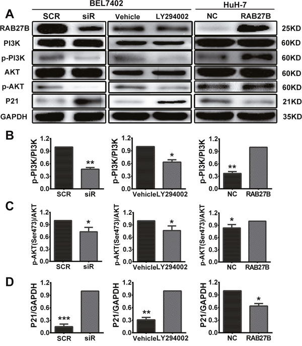 Knockdown of RAB27B inhibits the PI3K/AKT pathway and stabilizes p21waf/Cip1 to suppress HCC cell proliferation.