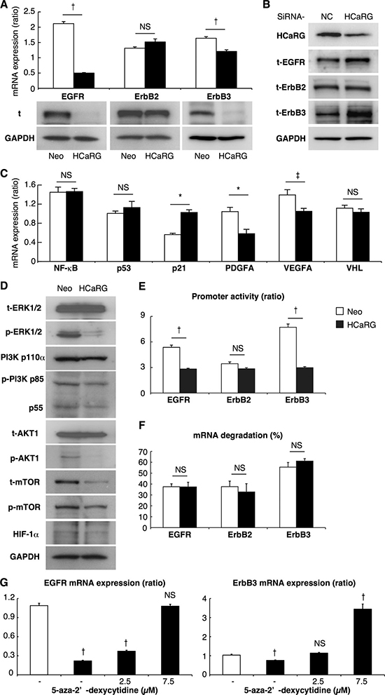 HCaRG suppresses EGFR and ErbB3 by enhancing their promoter methylation.