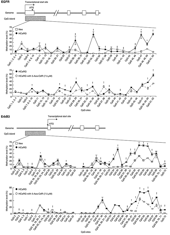 HCaRG fosters CpG island hyper-methylation of EGFR and ErbB3 promoters.