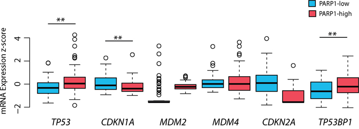 The impact of PARP1 levels on p53 pathway-related genes in glioblastoma.