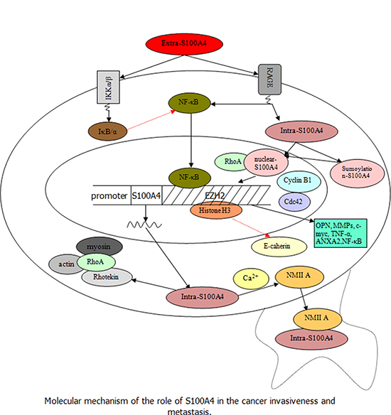 Speculation about the role of S100A4 in the regulation and promotion of tumor progression and metastasis (Black arrow indicates the promoting effect and red dashed arrow indicates the inhibitory effect).