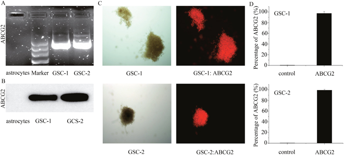 The expression of ABCG2 in the primary astrocytes and GSCs.