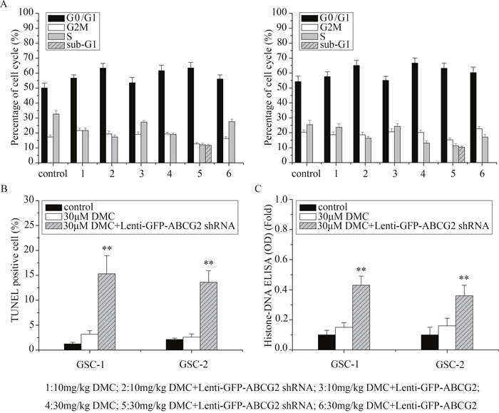 Analysis of cell cycle and apoptosis of GSCs with low or high ABCG2 expression upon DMC treatment.