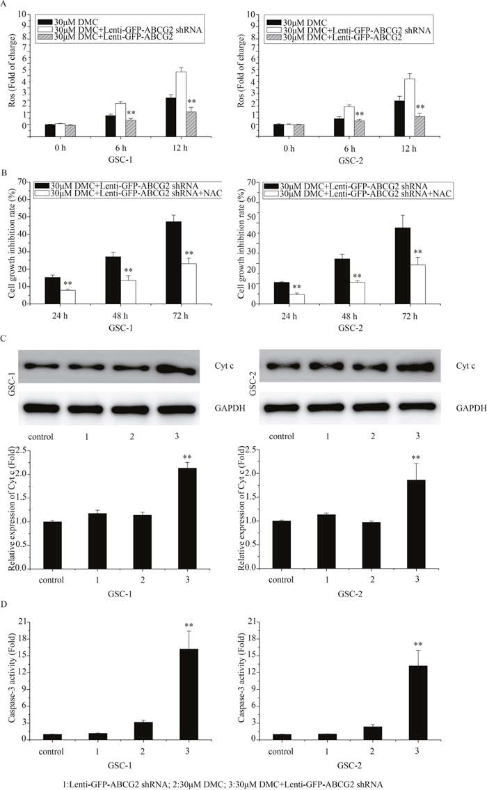 Effects of ABCG2 knockdown on ROS and apoptotic mechanisms upon DMC treatment.