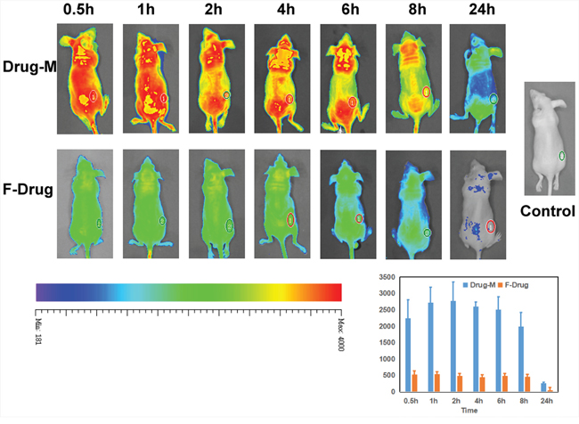 Imaging in vivo.