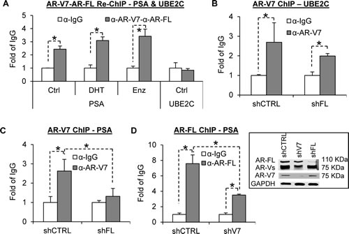 AR-V7 and AR-FL co-occupy the PSA, but not UBE2C, promoter in a mutually dependent manner.