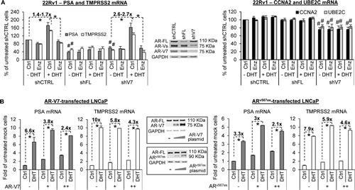 AR-V attenuates androgen and enzalutamide modulation of AR-target expression.