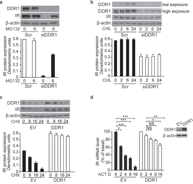 DDR1 stabilizes IR both at the protein and mRNA level in MCF-7 cells.