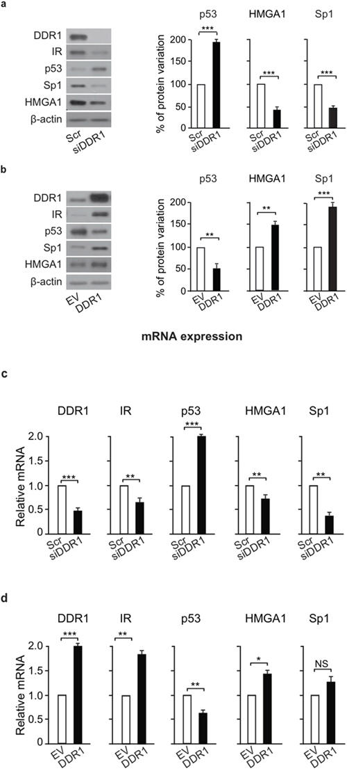 DDR1 affects IR &#x2013; dependent transcription factors.