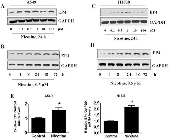 The effects of nicotine, acetylcholine, and acetylcholinesterase on EP4 expression in human lung carcinoma cells.
