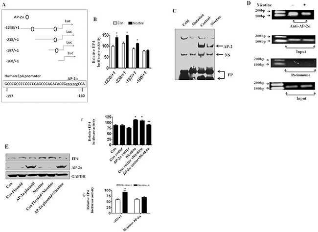 Nicotine stimulates EP4 promoter activity and affects AP-2&#x03B1; binding activity.