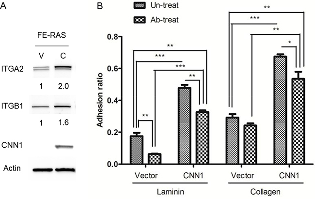 Expressions of integrin &#x03B1;2 (ITGA2) and &#x03B2;1 (ITGB1) correlate with CNN1 expression in cells and confer cell adhesion to different matrixes.