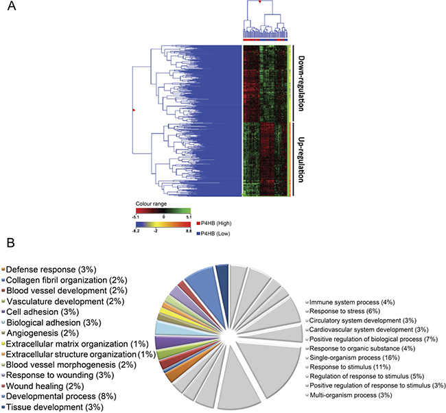 Unique gene expression signature was identified from samples of P4HBLow and P4HBHigh glioma specimens (n = 73).