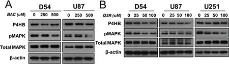 Involvement of MAPK signaling in P4HB-dependent oncogenic effects.