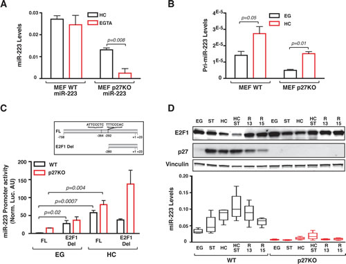 Contact inhibition stimulates miR-223 promoter activity by decreasing E2F1 expression.