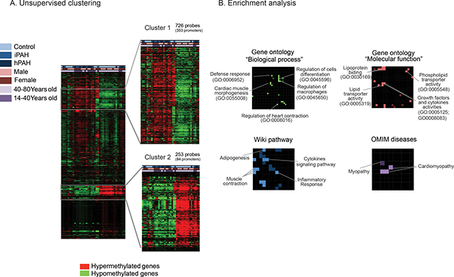 Differential DNA methylation pattern in pulmonary endothelial cells from patients with pulmonary arterial hypertension and controls.