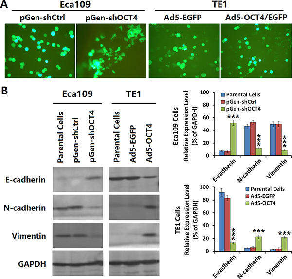 OCT4 induced the epithelial-mesenchymal transition (EMT) in ECC cells.