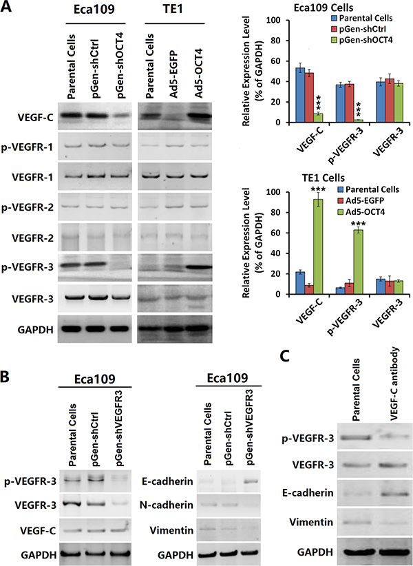 OCT4 increased VEGF-C expression and activated the VEGFR-3 signaling pathway.