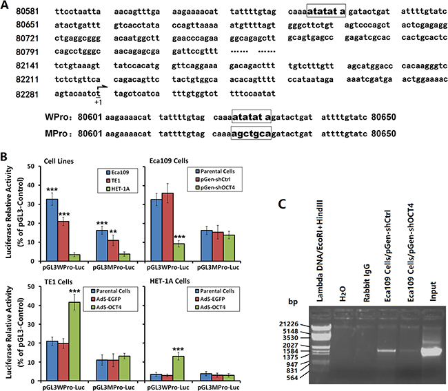 OCT4 promoted VEGF-C expression by regulating the VEGF-C promoter activity.