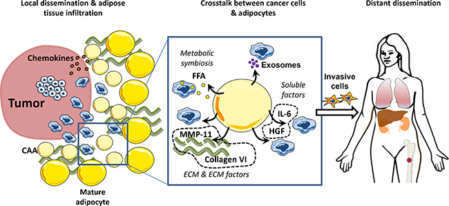 Adipocytes promote tumor invasion and metastasis.