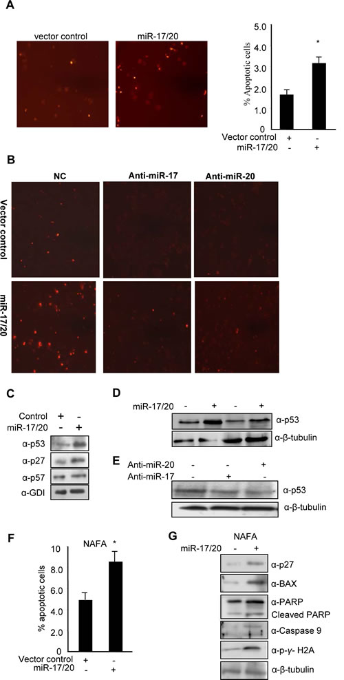 miR-17/20 sensitizes doxorubicin-induced apoptosis, and increase p53 expression in breast cancer cells.