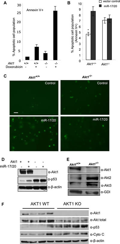 Akt1 is required for miR-17/20 sensitization of breast tumor cells to doxorubicin-induced apoptosis.