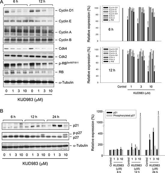 Effect of KUD983 on the expression of several cell cycle regulators.