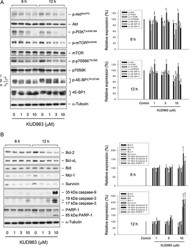 Effect of KUD983 on the expression of several proteins.