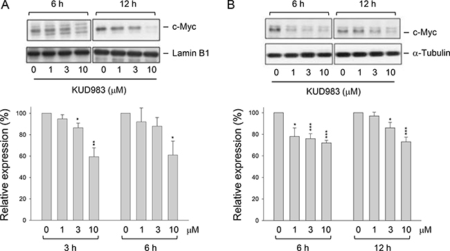 Effect of KUD983 on total and nuclear c-Myc protein expression.