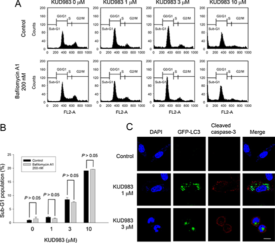 Effect of KUD983 on cell apoptosis and autophagy in PC-3 cells.