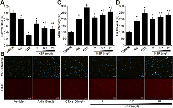KSP reduces cell survival and increases autophagy in cultured MFCs.