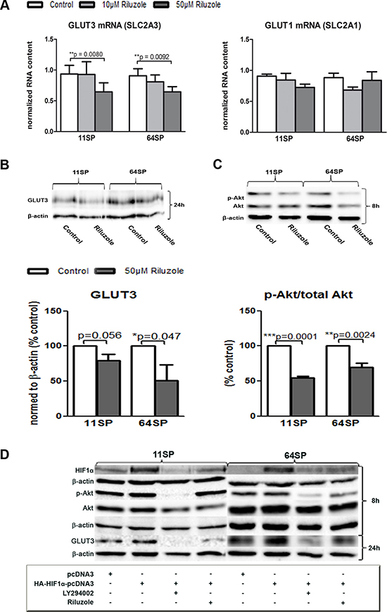 Influence of riluzole on GLUT3.