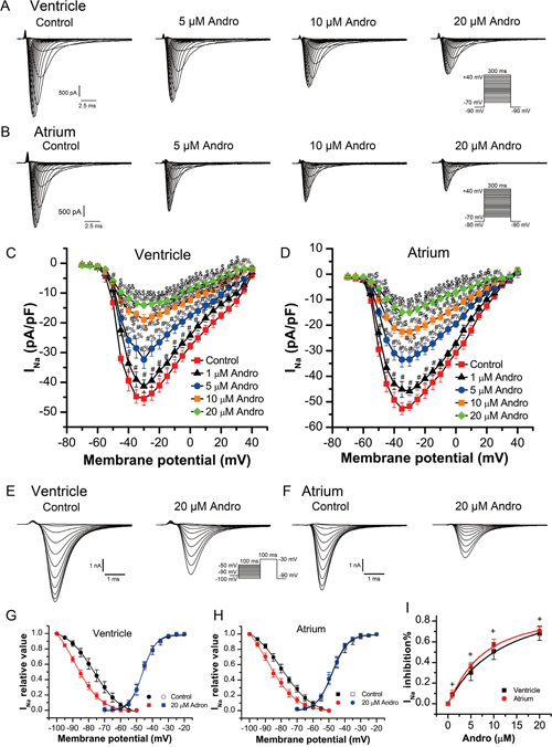 Andrographolide inhibited INa in a concentration dependent manner in LVMs and LAMs.