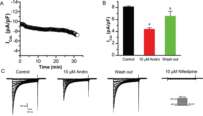 Andrographolide inhibition of ICaL is reversible.