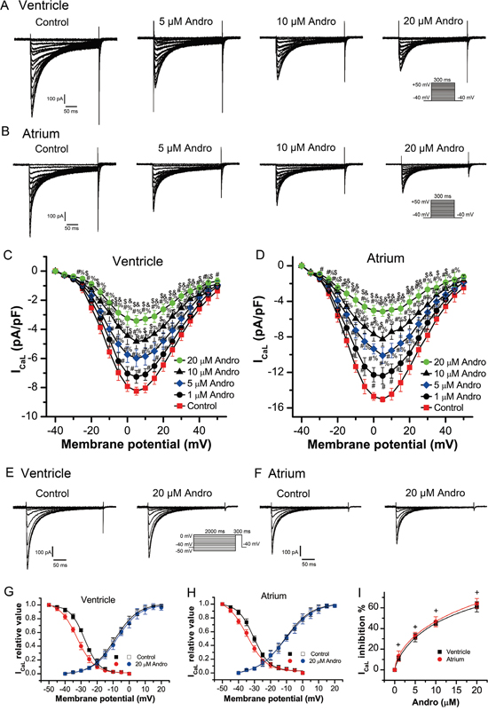 Andrographolide inhibited ICaL in a concentration-dependent manner in LVMs and LAMs.